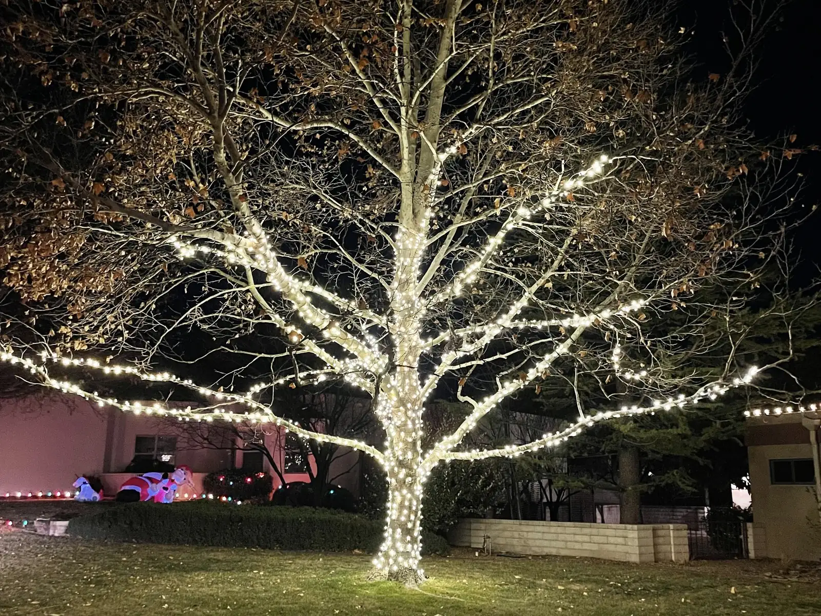 A tall outdoor tree wrapped in warm amber lights glowing against the dark